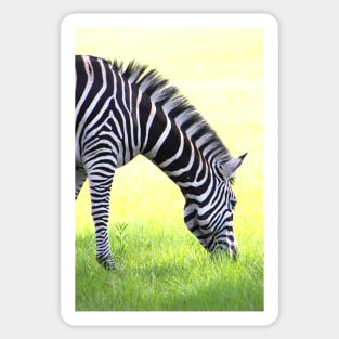 Zebra Grazing Sticker